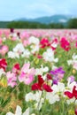 Colorful Lathyrus Royalty Free Stock Photo