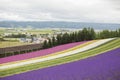 Colorful of lavender fields and other beautiful flowers line up in furano garden with cloudy sky houses and field as background