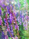 Colorful lavender flowers in bloom