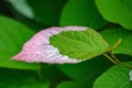 Colorful leaf of Actinidia kolomikta flowering plant, commonly k