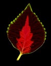 Colorful Leaf on Black Royalty Free Stock Photo
