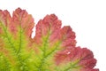 Colorful leaf closeup