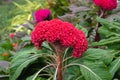 Colorful leaf of Cockscomb or Celosia flower for background.