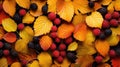 colorful leaf raspberry fruit A beautiful autumn scene with