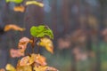 Colorful autumn garden leafs