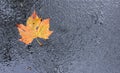 Colorful Leaf on Wet Asphalt