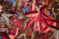 Colorful leafs, liquidamber tree Royalty Free Stock Photo
