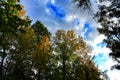 Colorful leafy forest and blue sky in Spain Royalty Free Stock Photo