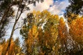 Colorful leafy forest and blue sky in Spain Royalty Free Stock Photo