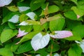 Colorful leaves of Actinidia kolomikta, commonly known as variegated-leaf hardy kiwi