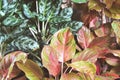 colorful leaves of aglaonema modestum, chinese evergreen Royalty Free Stock Photo