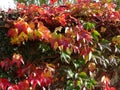 Colorful leaves in autumn in Geismar