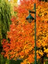 Colorful leaves of Autumn by a lamp post Royalty Free Stock Photo