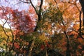 Colorful leaves autumn tourism travel season landscape scenery in Osaka and Kyoto Japan