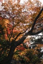 Colorful leaves autumn tourism travel season landscape scenery in Osaka and Kyoto Japan