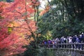 Colorful leaves autumn tourism travel season landscape scenery in Osaka and Kyoto Japan