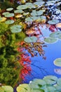 Colorful Leaves at Autumn, VanDusen Botanical Garden, Vancouver Downtown, British Columbia