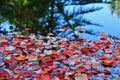 Colorful Leaves at Autumn, VanDusen Botanical Garden, Vancouver Downtown, British Columbia