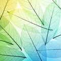 Colorful leaves background. Leaf texture. Royalty Free Stock Photo