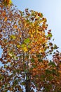 Colorful Trees in fall Royalty Free Stock Photo