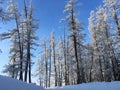 Blue sky Snow Colorful Trees in Winter Royalty Free Stock Photo