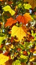 Colorful Platanus Leaves in fall
