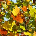 Colorful Platanus Leaves in fall