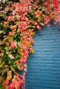 Colorful leaves on blue wall