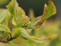 Colorful leaves and bright Bud. Royalty Free Stock Photo