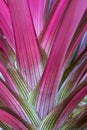 The colorful leaves of a bromelia plant