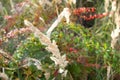 Colorful leaves on a bush in autumn Royalty Free Stock Photo