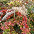 Colorful leaves on a bush in autumn Royalty Free Stock Photo