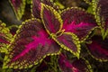 Colorful leaves Coleus plant close-up