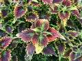 Colorful leaves of coleus Plectranthus scutellarioides, coleus blumei Royalty Free Stock Photo