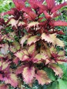 Colorful leaves of coleus Plectranthus scutellarioides, coleus blumei Royalty Free Stock Photo