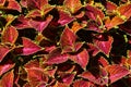 Colorful leaves of coleus (Plectranthus scutellarioides). Royalty Free Stock Photo