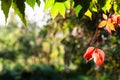 Colorful leaves with copyspace in autumn