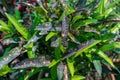 Colorful leaves of a croton plants in the garden Royalty Free Stock Photo