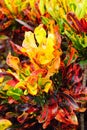 Colorful leaves of croton varieties Royalty Free Stock Photo