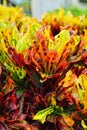 Colorful leaves of croton varieties Royalty Free Stock Photo