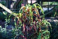 Colorful leaves of croton varieties Royalty Free Stock Photo