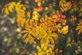 Colorful leaves of dogrose bush in the autumn forest. Selective focus Royalty Free Stock Photo