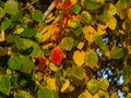Colorful leaves of European aspen or Populus tremula in autumn sunlight background, selective focus, shallow DOF Royalty Free Stock Photo