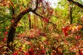 Colorful leaves in the fall forest Royalty Free Stock Photo