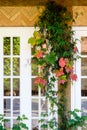 Colorful leaves in fall near a windowsill Royalty Free Stock Photo