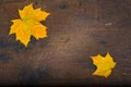 Colorful leaves in the fall on wooden board. Autumn scene. Royalty Free Stock Photo