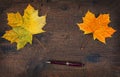 Colorful leaves in the fall on wooden board. Autumn scene. Royalty Free Stock Photo