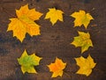 Colorful leaves in the fall on wooden board. Autumn scene. Royalty Free Stock Photo