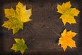 Colorful leaves in the fall on wooden board. Autumn scene. Royalty Free Stock Photo