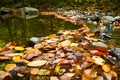 Colorful leaves , fallen leaves on water Royalty Free Stock Photo